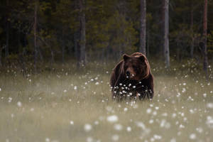 Brown Bear Grass And Flower Field Wallpaper