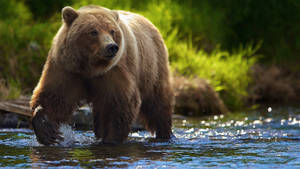 Brown Bear In River Wallpaper