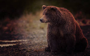 Brown Bear On Ground Dark Aesthetic Wallpaper