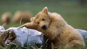 Brown Bear On White Wood Wallpaper