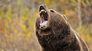 Brown Bear Roaring Wallpaper