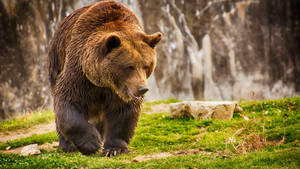 Brown Bear Walking On Grass Wallpaper