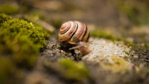 Brown Black Snails Wallpaper