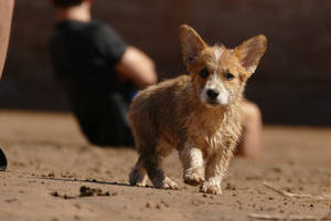 Brown Corgi Cute Puppy Wallpaper