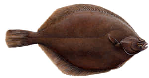 Brown Dab Fish Isolated White Background Wallpaper