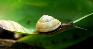 Brown Decollate Snail Wallpaper