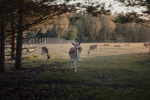 Brown Deer Animals On Green Grass Farm Wallpaper