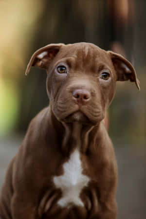 Brown Dog Pitbull Puppy Wallpaper