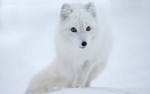 Brown-eyed Arctic White Fox Wallpaper