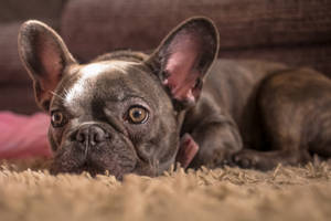 Brown-eyed Bulldog On Floor Wallpaper