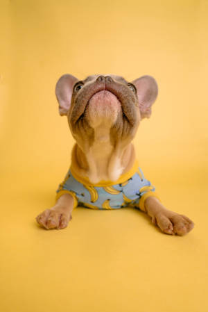 Brown French Bulldog Chin Up Wallpaper