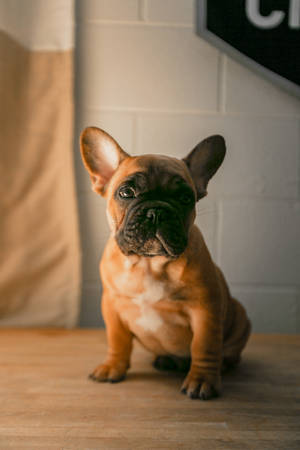 Brown French Bulldog Sitting Wallpaper