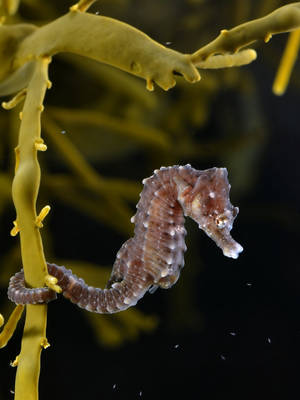 Brown Freshwater Seahorse Wallpaper