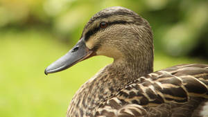 Brown Gadwall Duck Wallpaper