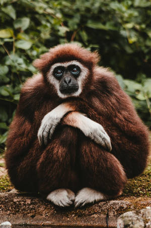 Brown Gibbon Portrait Wallpaper