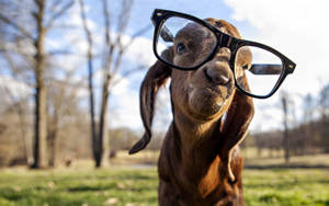 Brown Goat With Eyeglasses Wallpaper