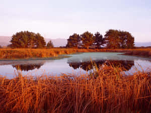 Brown Grass Field Natural Background Wallpaper