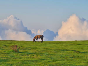 Brown Horse Eating On Meadow Wallpaper