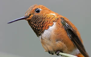 Brown Hummingbird In Gray Wallpaper