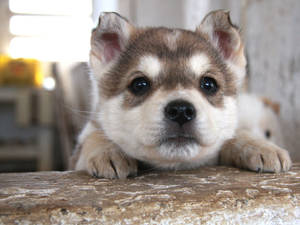 Brown Husky Puppy Peeking Wallpaper