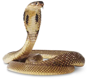 Brown King Cobra Wallpaper