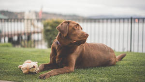 Brown Labrador Dog Wallpaper