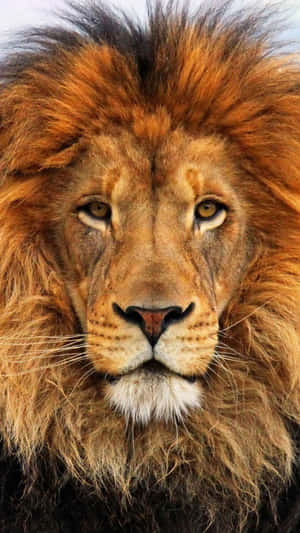 Brown Lion Face Wallpaper