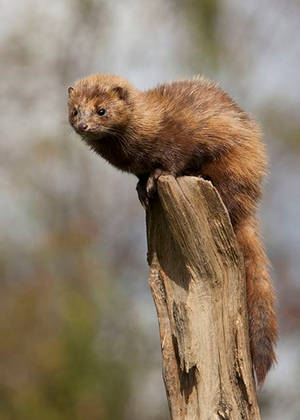 Brown Mink With Fluffy Fur Wallpaper