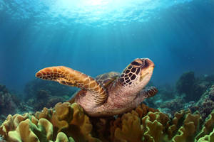 Brown Pattern Cute Turtle Wallpaper