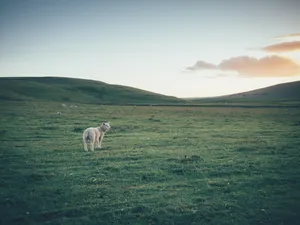 Brown Sheep In Wide Land Wallpaper