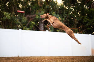 Brown Short Coated Pitbull Jumping Wallpaper