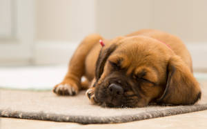 Brown Sleeping Puppy Wallpaper