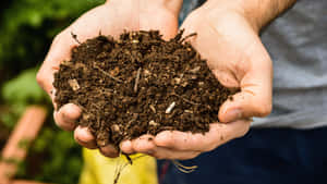 Brown Soil On The Hand Wallpaper