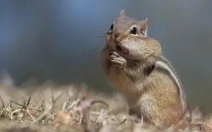 Brown Squirrel Full Hd Wallpaper