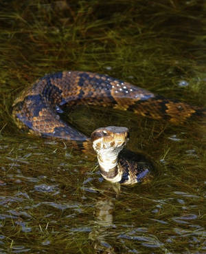 Brown With Black Pattern Water Moccasin Wallpaper