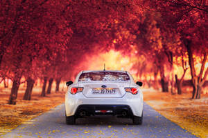 Brz Driving Through Maple Forest Wallpaper