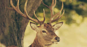 Buck Proudly Surveys His Land Wallpaper