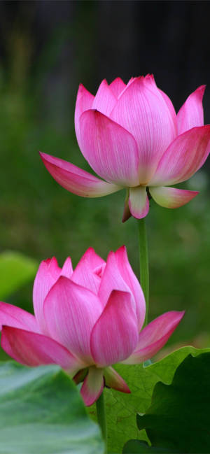 Budding Lotus Flowers Aesthetic Wallpaper