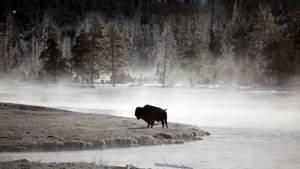 Buffalo Silhouette On Winter Wallpaper