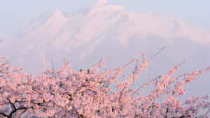 Build The Perfect Bespoke Pc With Sakura Wallpaper