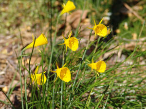 Bulbocodium Narcissus Flowers Wallpaper