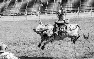 Bull Riding Black And White Wallpaper