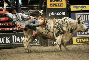 Bull Riding Fall Wallpaper