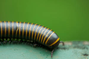 Bumblebee Millipede On The Move Wallpaper