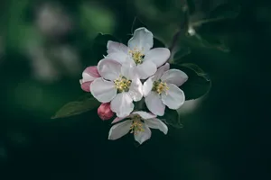 Bunch Of White Spring Flowers Wallpaper