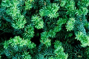 Bunched Up Green Yew Shrubs Wallpaper
