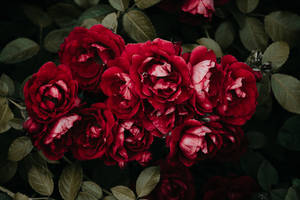 Bundle Of Red Rose Hd Wallpaper