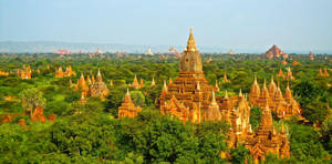 Burma Forest During Daytime Wallpaper