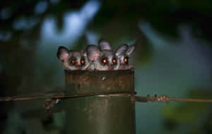 Bush Babies Peeking Out Of Hollow Wallpaper