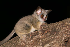 Bush Baby Nighttime Perch Wallpaper